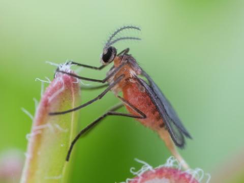 Cécidomyie des atocas (Dasineura oxycoccana)_11