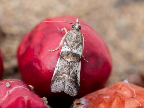 Pyrale des atocas (Acrobasis vaccinii)_4