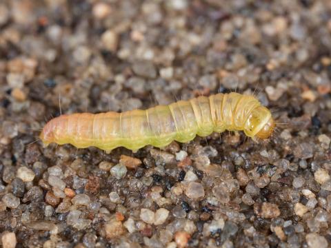 Pyrale des atocas (Acrobasis vaccinii)_6