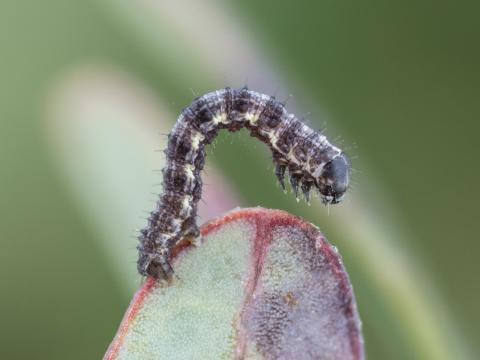 Arpenteuse noire (Speranza argillacearia)_7