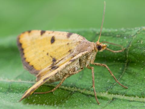 Arpenteuse verte (Speranza sulphurea)_7