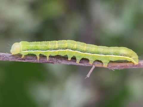 Fausse légionnaire (Xylena nupera)_4