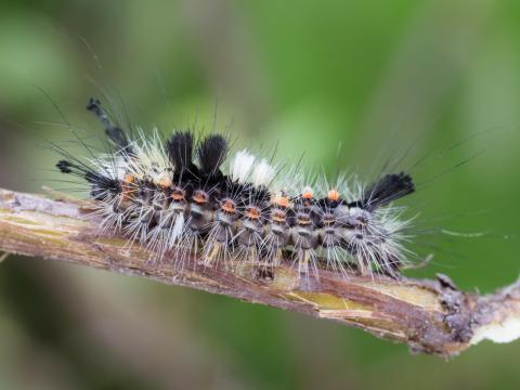 Chenille à houppes rousses (Orgyia antiqua)_7