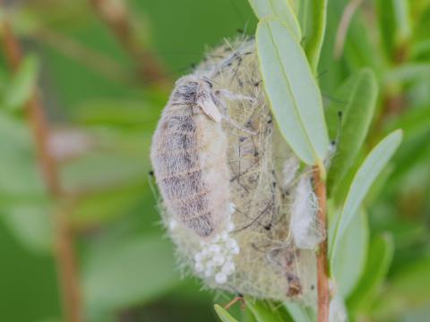 Chenille à houppes rousses (Orgyia antiqua)_10