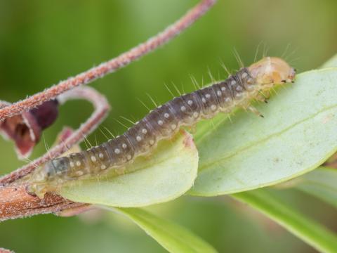 Tordeuse soufrée (Sparganothis sulfureana)_3