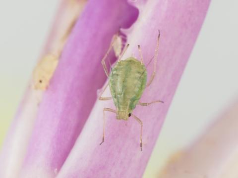 Puceron vert du pêcher (Myzus persicae)_4