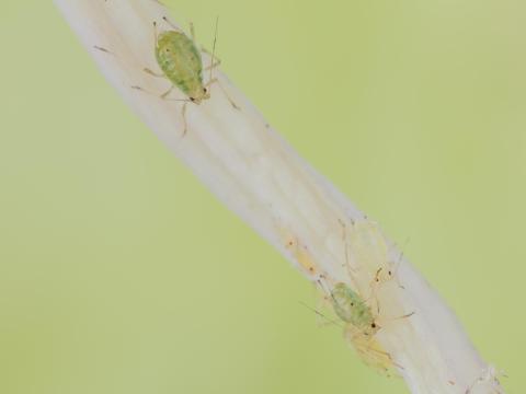 Puceron vert du pêcher (Myzus persicae)_5