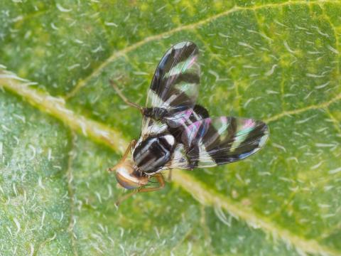 Mouche du bleuet (Rhagoletis mendax)_9