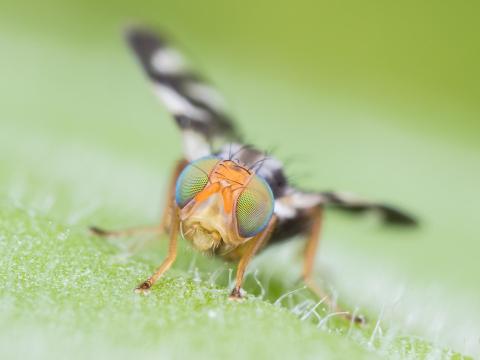 Mouche du bleuet (Rhagoletis mendax)_12