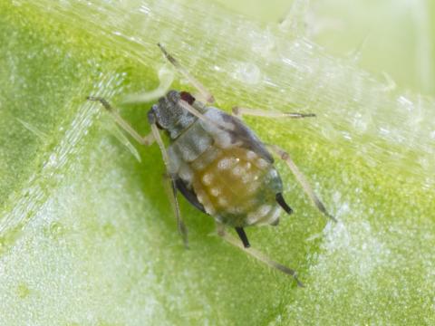 Puceron du melon (Aphis gossypii)_1