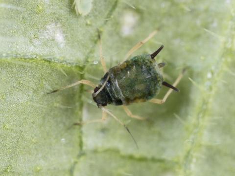 Puceron du melon (Aphis gossypii)_2