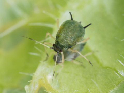 Puceron du melon (Aphis gossypii)_3