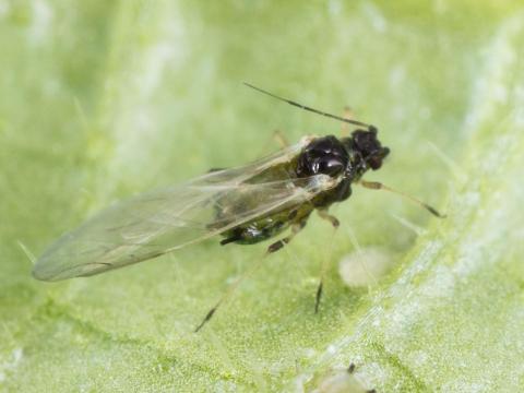 Puceron du melon (Aphis gossypii)_6