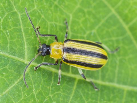 Chrysomèle rayée du concombre (Acalymma vittatum)_5