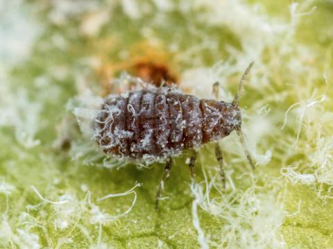 Puceron lanigère du pommier (Eriosoma lanigerum)_4