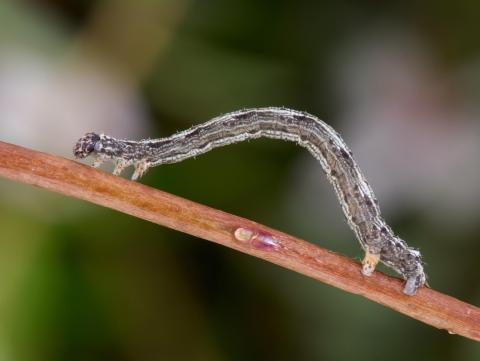 Arpenteuse pruche (Lambdina fiscellaria fiscellaria)_4