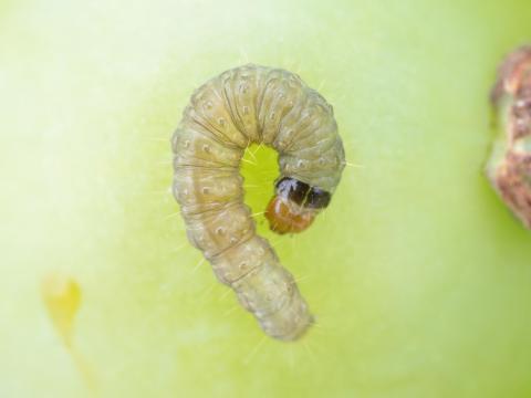 Tordeuse de la vigne (Paralobesia viteana)_2