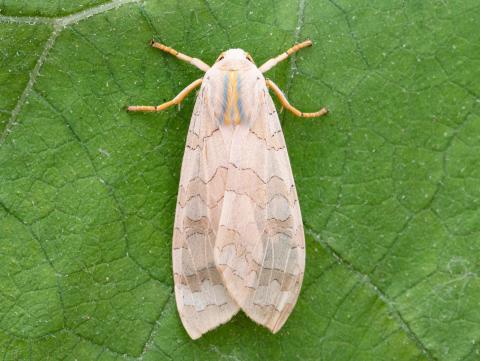 Halysidote du pommier (Halysidota tessellaris)_4