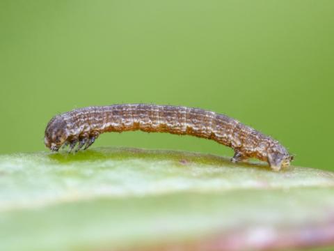 Arpenteuse brune (Speranza brunneata)_2