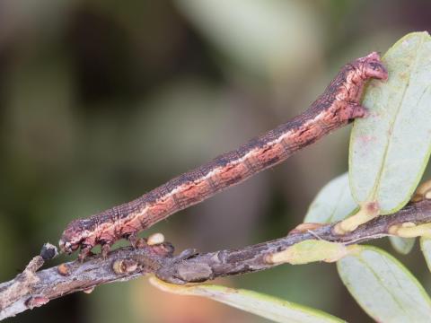 Arpenteuse brune (Speranza brunneata)_3