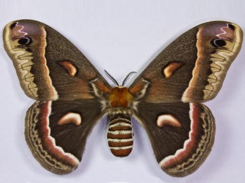 Saturnie cécropia (Hyalophora cecropia)_1