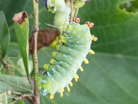 Saturnie cécropia (Hyalophora cecropia)_3