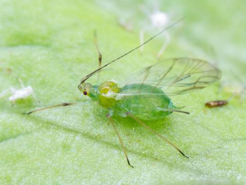 Puceron de la pomme de terre (Macrosiphum euphorbiae)_7