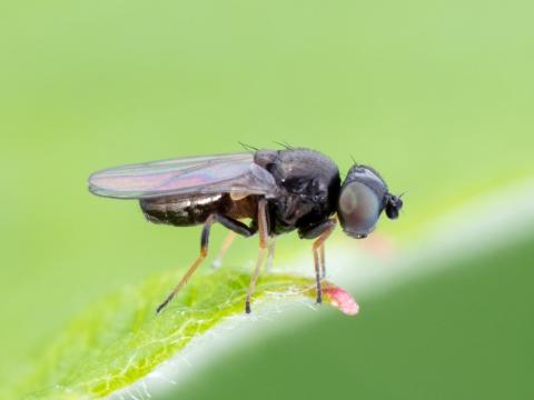 Oscinie des céréales (Oscinella pusilla)_6