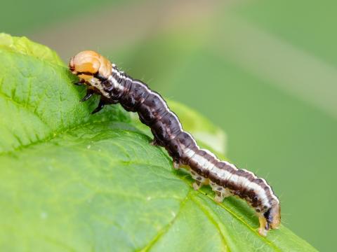 Perce-tige tacheté (Papaipema nebris)_7