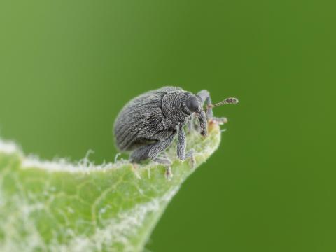 Orcheste du pommier (Orchestes pallicornis)_5