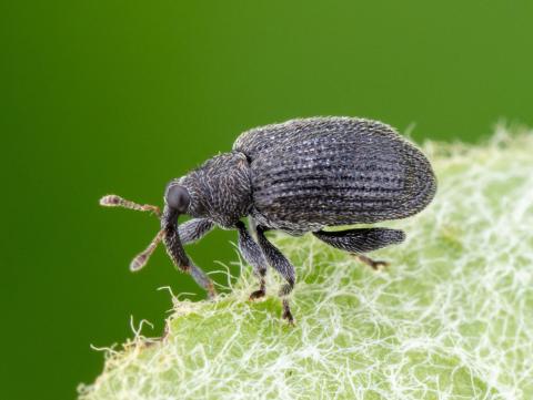 Orcheste du pommier (Orchestes pallicornis)_6