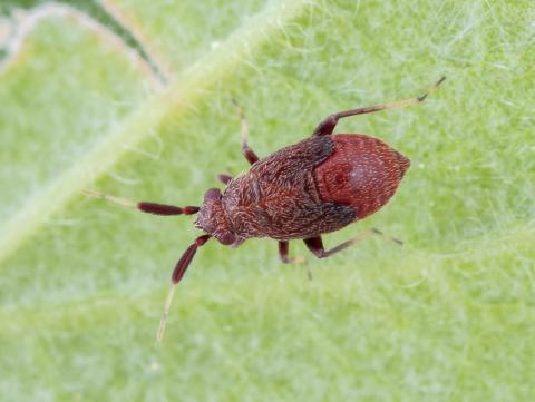 Punaise brune du pommier (Atractotomus mali)_4