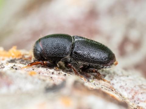 Scolytes des arbres fruitiers (Scolytus rugulosus)_7