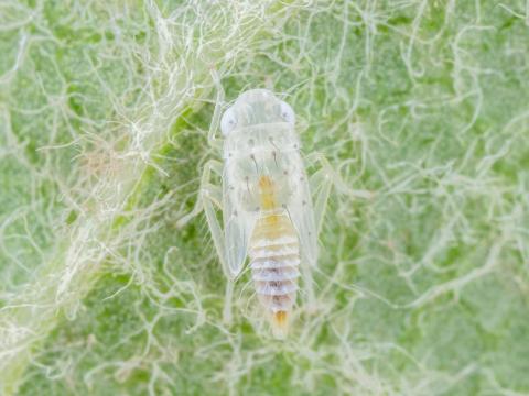 Cicadelle blanche du pommier (Typhlocyba pomaria)_4