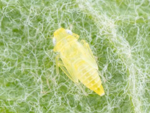 Cicadelle blanche du pommier (Typhlocyba pomaria)_5