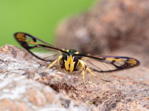 Sésie du cornouiller (Synanthedon scitula)_8