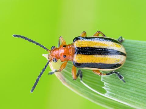 Chrysomèele trirayée de la pomme de terre (Lema daturaphila)_1