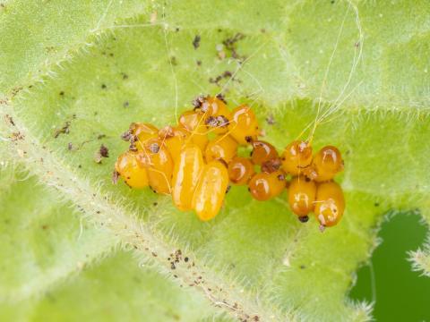 Chrysomèle trirayée de la pomme de terre (Lema daturaphila)_7