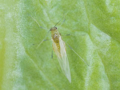 Puceron de la laitue (Nasonovia ribisnigri)