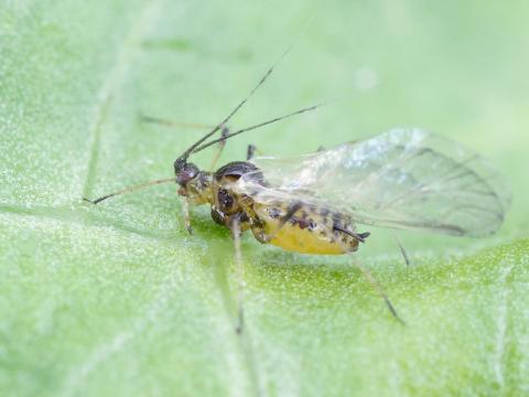 Puceron de la laitue (Nasonovia ribisnigri)_8