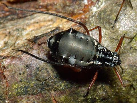 Puceron du sapin (Cinara curvipes)_1