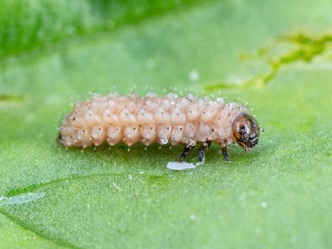 Altise épinard (Disonycha xanthomelas)_5