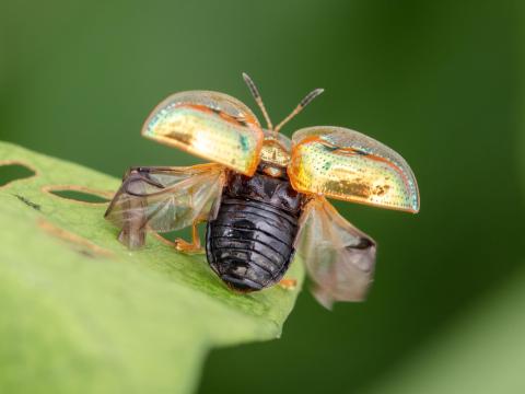 Casside dorée (Charidotella sexpunctata bicolor)_5