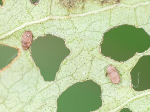 Casside dorée (Charidotella sexpunctata bicolor)_6