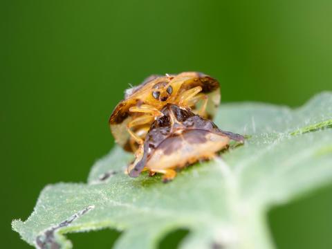 Casside oursonne (Plagiometriona clavata)_6