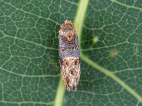 Tordeuse de la vigne (Paralobesia viteana)_7