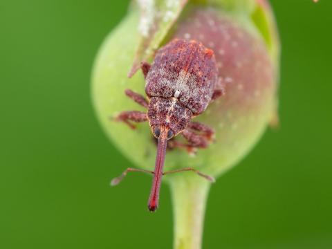 Charançon de la pomme (Anthonomus quadrigibbus)_5