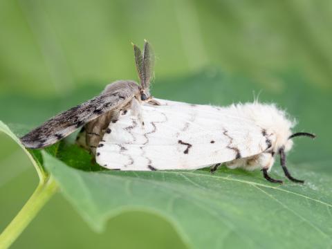 Spongieuse (Lymantria dispar)_12