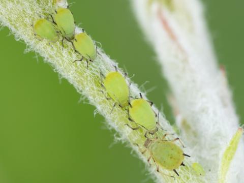 Puceron vert du pommier (Aphis pomi)_1