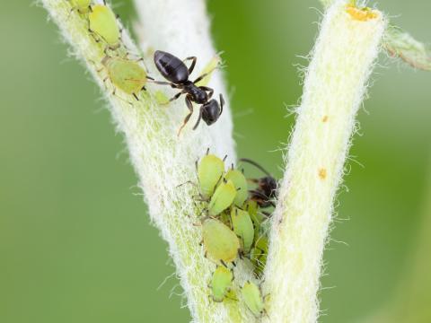 Puceron vert du pommier (Aphis pomi)_4